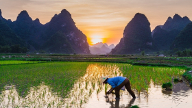 В Китае повысили урожай и качество риса с помощью аквакультуры